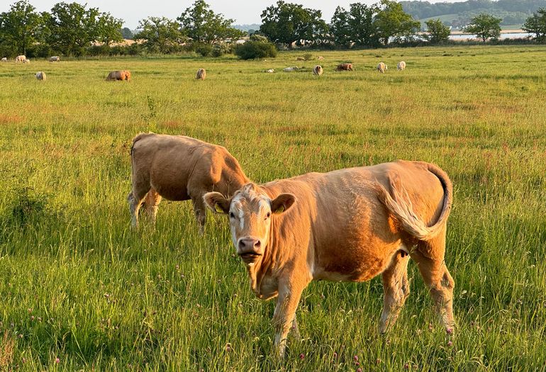 Ostseebad Baabe Kuhweide