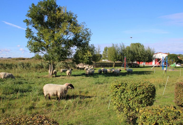 Schafe auf der gegenüberliegenden Wiese