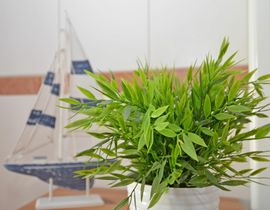 Haus Möwe 2 Wohnung 05 "Rügenglück" mit Balkon Haus Möwe 2 Wohnung 05 "Rügenglück" mit Balkon