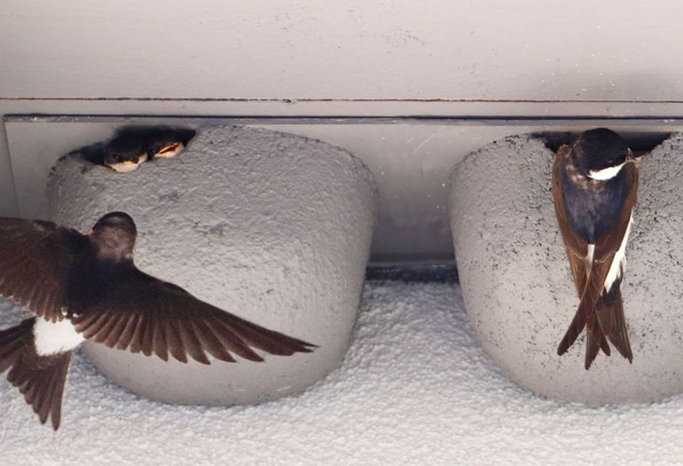 Schwalben beim Haus Schwalben beim Haus