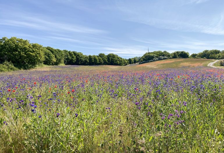 Wiesenlandschaft zum Lotsenberg