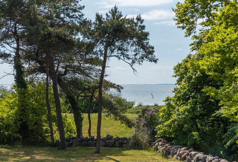 Blick zu den Kiefern Blick zu den Kiefern
