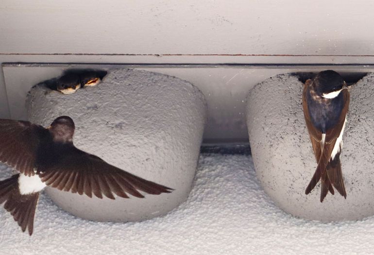 Schwalben beim Haus Schwalben beim Haus