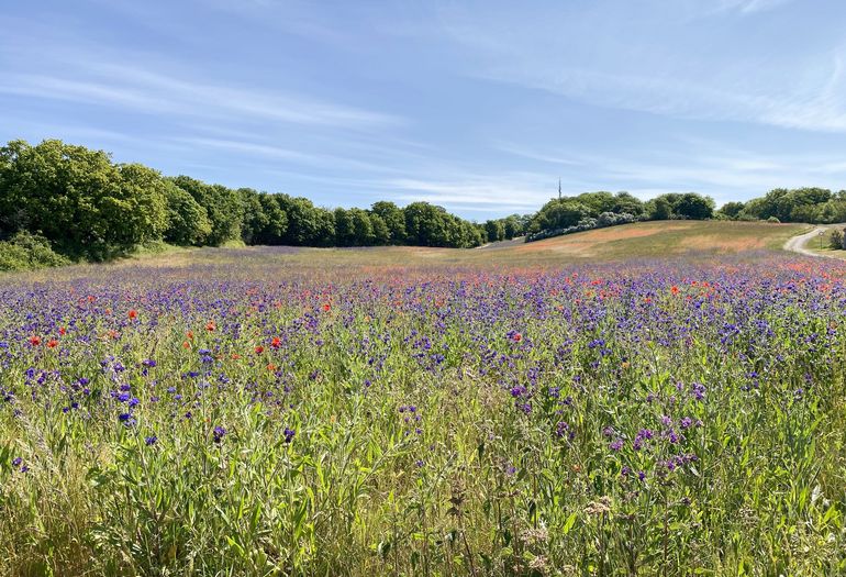Wiesenlandschaft zum Lotsenberg