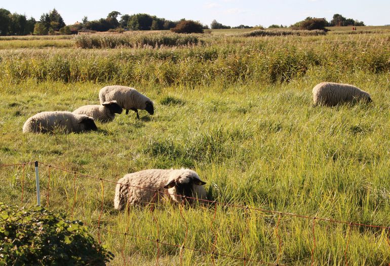 weidende Schafe auf der Wiese