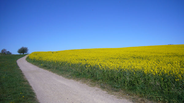 Rapsfelder bei einer Fahrradtour durch die Insellandschaft Rapsfelder bei einer Fahrradtour durch die Insellandschaft